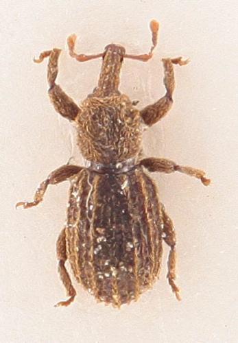 Réf. 333 259 : Anchonidium unguiculare